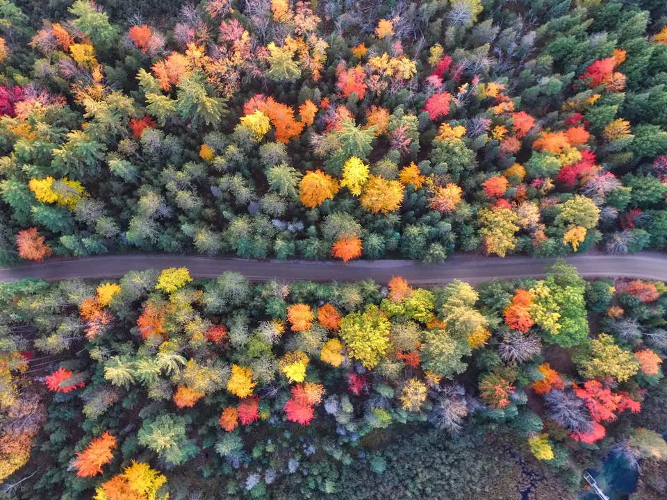 beau gertz homepage hero image of a country road winding through a colorful deciduous forest in autumn.