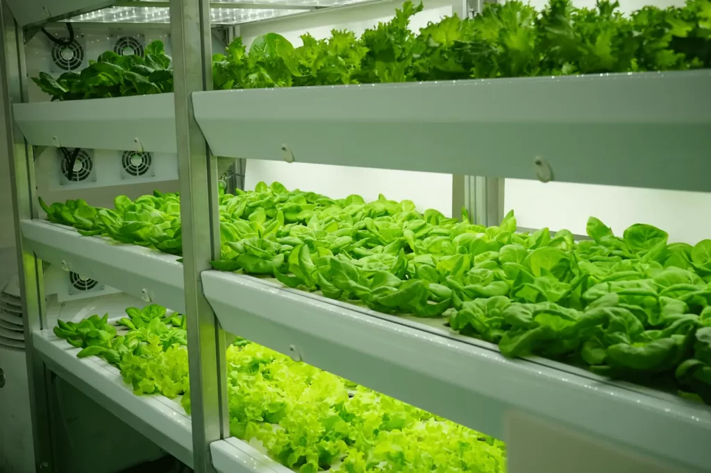 An imge of a shelf of leafy greens growing in a container farm with grow lights.