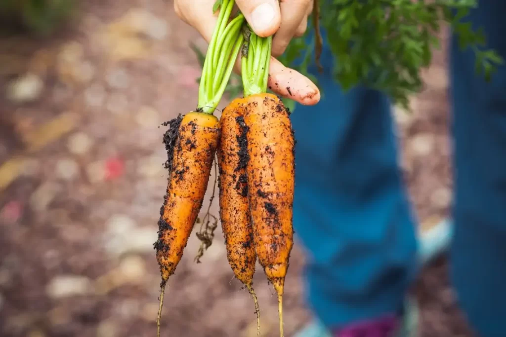 A person's hand holding three carrots, fresh out of the soil, by their green leafy tops.