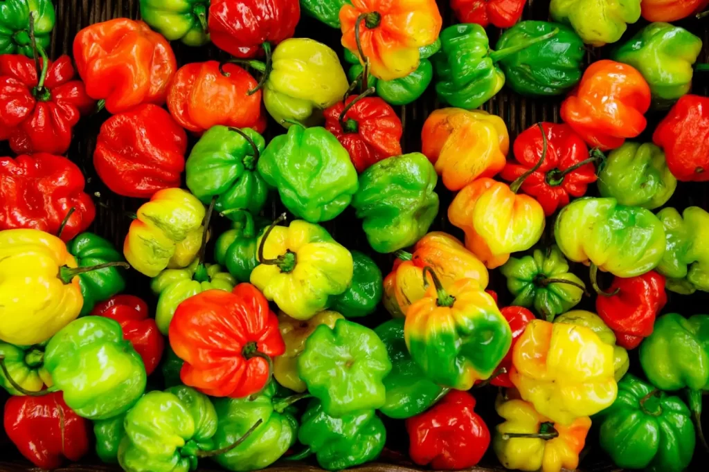 vibrant red, yellow, and green habanero peppers