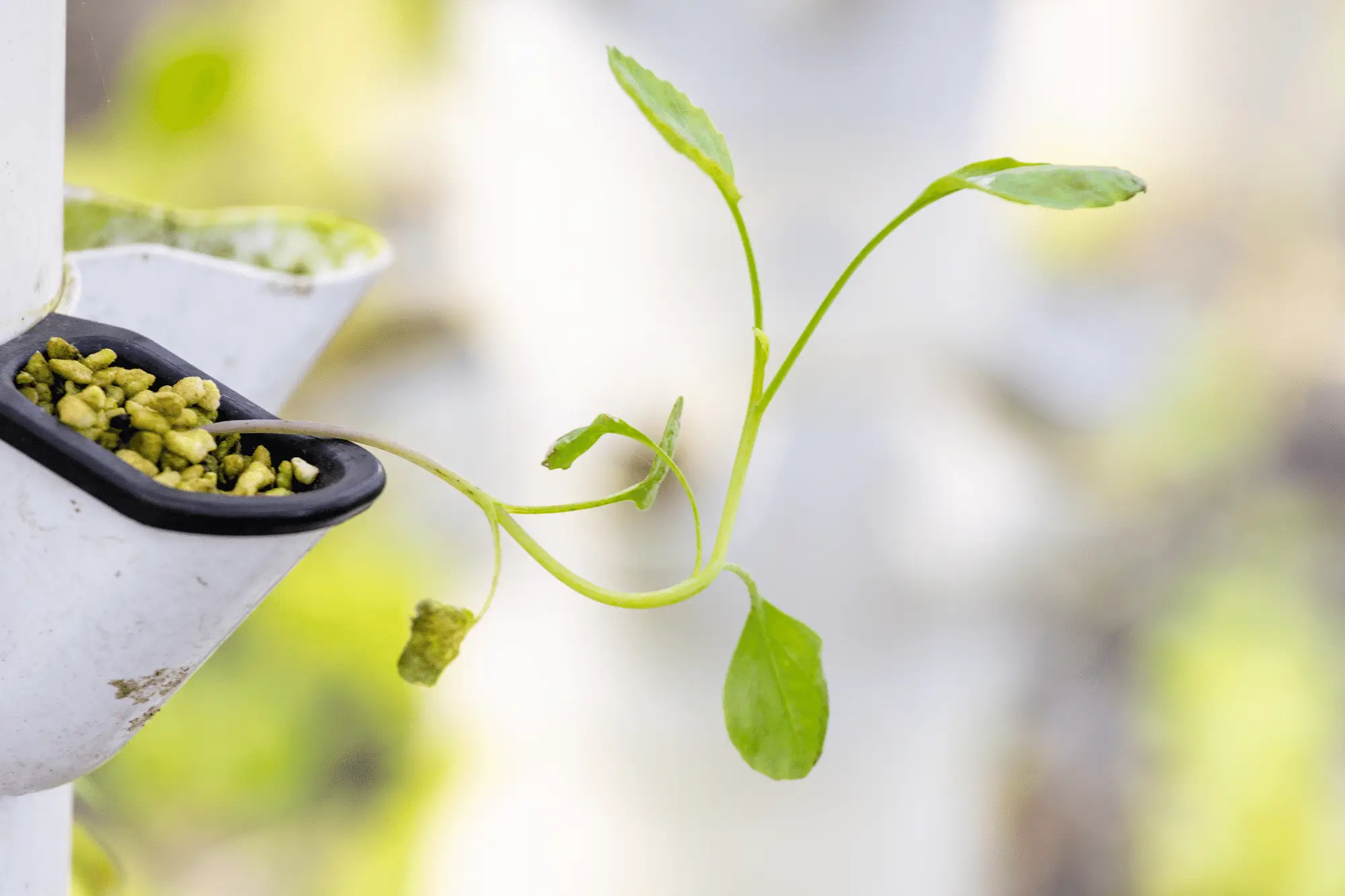 Image of a seedling growing from a vertical hanging grow cup in a container farm to represent abundance of possibilities on Beau Gertz blog.